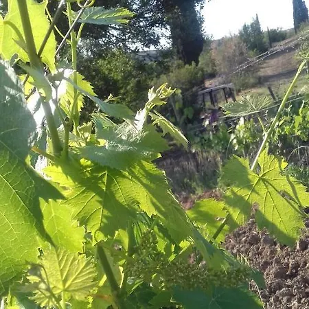 Cordella In Wine Feriested Montalcino